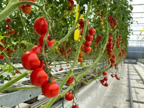 【岐阜県産】初採り！ジューシー✨トマト(フルティカ)🍅0.8㎏