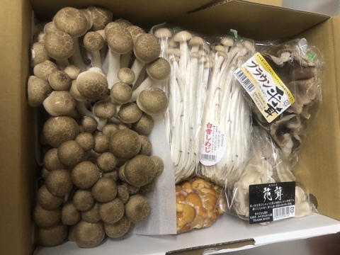 香り豊かな信州きのこ5種詰め合わせ【栽培期間中農薬不使用】