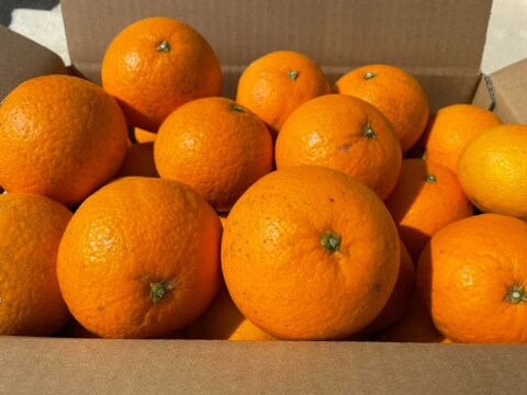 清見オレンジ(清見)　天然のゼリー　露地物　木熟　家庭用  5kg　S～3Lサイズ