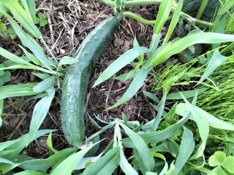 《自然栽培》夏秋　旬の手作り野菜セット【８種類くらい】