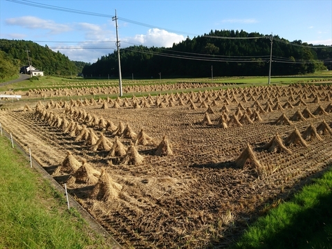 ミルキークイーン 玄米10kg 令和5年 広島県神石高原町産　もちもち食感がたまりません！