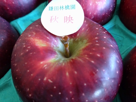 深紅色が目を引くりんご　秋映　家庭用（8個から12個）