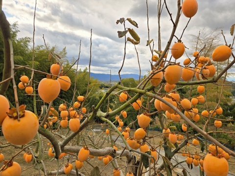 ★干し柿用　秀品！！　大サイズ　40～45個　正味10kg～　愛宕柿　枝つき　慣行栽培品　渋柿