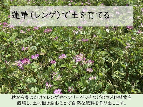 玄米食に最適「品種：はるみ」自然栽培米 20kg 令和7年産：神奈川県産