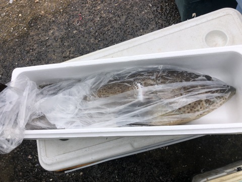 【活き締め】チャイロマルハタ　クエと張り合う旨みと食べ応え。刺身　鍋　しゃぶしゃぶ