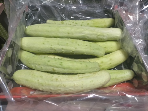 最高の爽やかさ！　さち農園の白きゅうり 500g