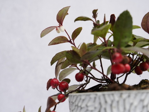 ミニ盆栽【チェッカーベリー × 白花模様陶器】高さ約17cm×横約15cm【夜市限定】