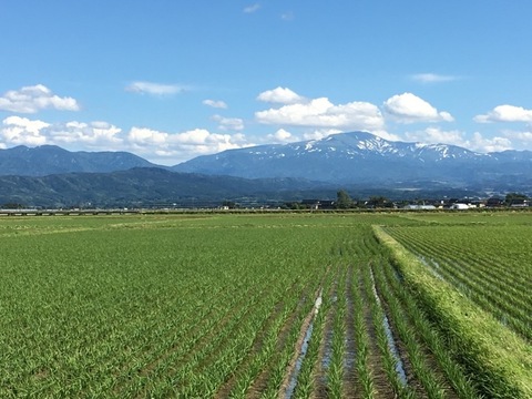 山形県産特別栽培米はえぬき（白米）２ｋｇ