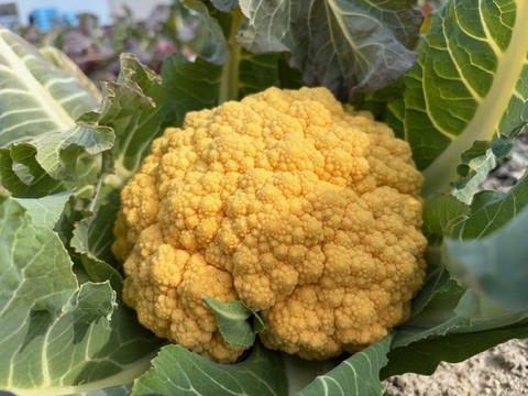 【訳あり】京都府産　甘～くて美味しい♪山城のカリフラワー　2株