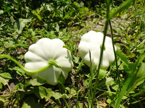 56　自然栽培　固定種　在来種　80サイズ 農薬不使用 UFOズッキーニ 自然栽培 淡路島産！!【固定種UFOズッキーニ固定