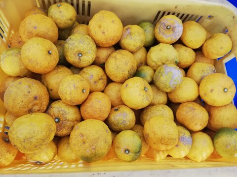 柚子酢　300ml　栽培期間中農薬不使用　ゆず果汁100%
