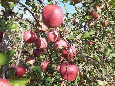 完熟サンふじ中玉５k箱（１５個～１６個）【贈答用】