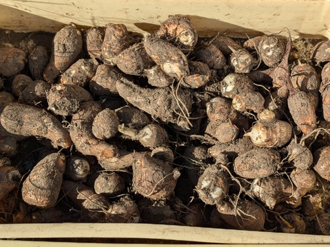 【栽培期間中　農薬不使用】ねっとり濃厚。えぐみ少なく、味しみ抜群。毎日使いたくなる里芋「土垂（どだれ）」(500g)