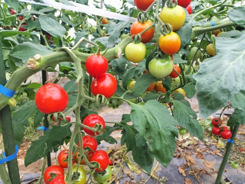 完熟ミニトマト　1.5ｋｇ★　パチャママ農園