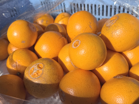 ◆販売準備中【晴れの国・岡山産】独特の香りとキレの良いすっきり甘酸味！特別栽培ネーブルオレンジ～２Kg前後入り～三か所ある栽培場所で収穫した果実をミックス【大小無選別・風味食べ比べ】