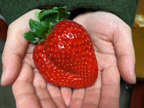 人気品種の大玉いちご！厳選２品種食べ比べセット！！（18～24粒）