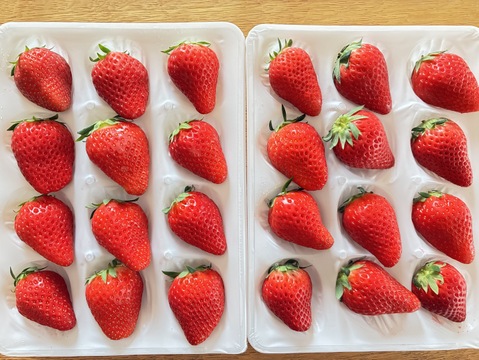 甘くてジューシー！いちご品種：❝あきひめ❞ 250ｇ以上ｘ2ｐ