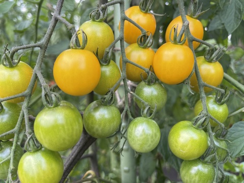 小さな実に、夏のひかりを詰めこんで【ミニトマト2kg】