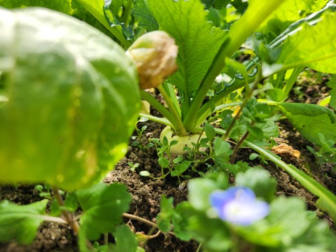 信州春野菜セット【15品目】