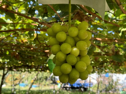 山梨県産ぶどう【シャインマスカット】1kg〜1.2kg前後(2〜3房) 種なし『常温便』