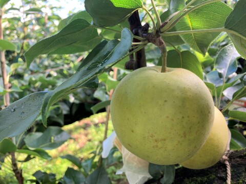 【鳥取県産】和梨食べ比べセット　約3kg