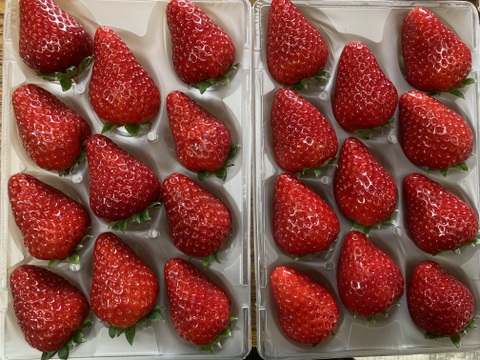 家庭用 古都華 ２箱（4パック）訳あり　セット　【母の日ギフト】奈良県　橋本農園　ことか　270g×4パック　いちご　苺