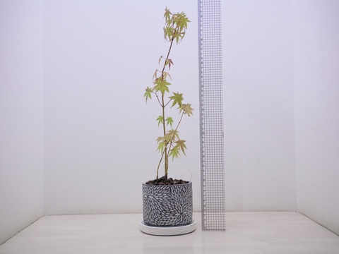 ミニ盆栽　【紅葉🍁ヤマモミジ×白花模様陶器】高さ47cm×横12cm