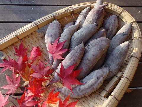 里芋・ターサイ・三池高菜やルッコラ、ワサビ菜・赤大根など　冬野菜おまかせセット！（たっぷり１００サイズ箱Ｌサイズ）