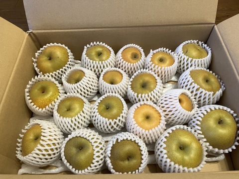 家庭用】鳥取県の梨「新甘泉」糖度14度 約5kg：鳥取県産の新