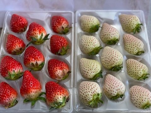 【予約開始】紅白いちごセット！！