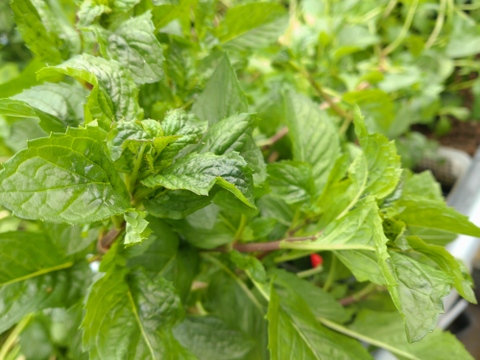 【少量生産】アクアポニックスで育てたオレンジミント（30g）