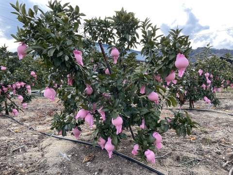 めちゃくちゃ希少！プリンセス48（愛媛果試48号）のストレートジュース！