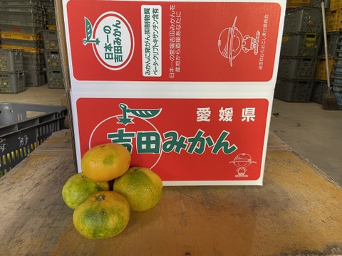 極早生みかんの【おおだま】（３Lサイズ）９．５kg