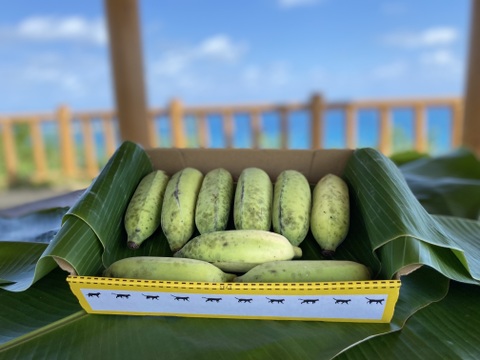 【特別価格！】大人気！沖縄産ナムワバナナ１kg