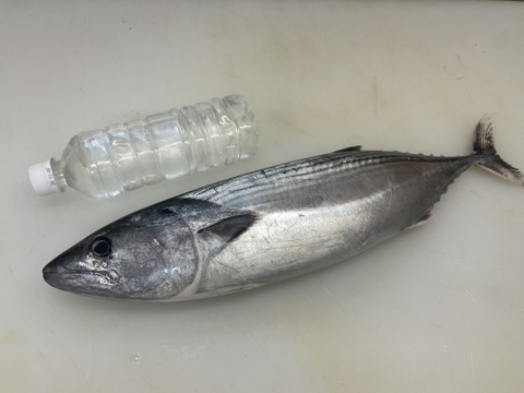 【秋の旨い魚】迷いハガツオ/キツネ/1.6~1.8㎏前後/半身フィレ/脂のり旨いです【今だけ生で送ります】