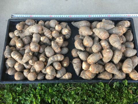 自然栽培里芋　唐の芋（とうのいも、赤だつ、海老芋）4.5kg　S～2Lのmix 
¥1,000/kg　岐阜県産
