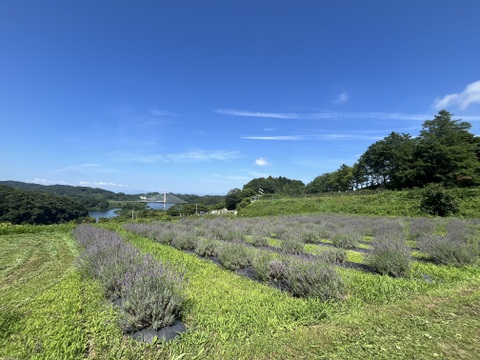 【令和7年新蜜】国産純粋生はちみつ【秋の百花蜜】1000ｇ
