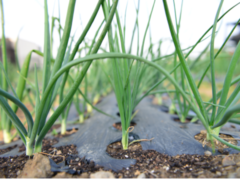 【ラスト2箱！訳あり小粒！】甘み濃厚の伝統固定種！『奥州タマネギ』(5kg)