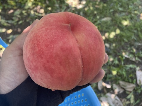 【贈答用】いまや希少品種！「川中島白鳳」3㎏（8～11玉）