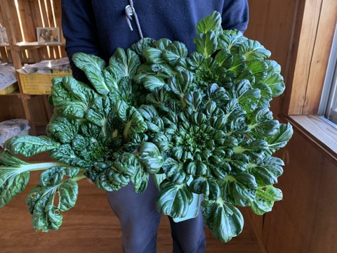 奥出雲産自然栽培タアサイ(250g)