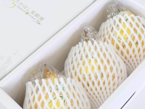 【冬ギフト】たかはし果樹園謹製 高級西洋梨「ル・レクチェ」厳選品 中玉 約1kg