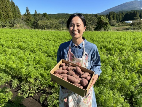 かごしまのさつまいもはそのやま農園　“さつま紅はるか”　使い勝手の良いML品  　貯蔵ものが元気にスタート　掘りたておいしい→貯蔵して超絶おいしい！【お試し2ｋｇ】　有機ＪＡＳ　箱を含まない2ｋｇ入り