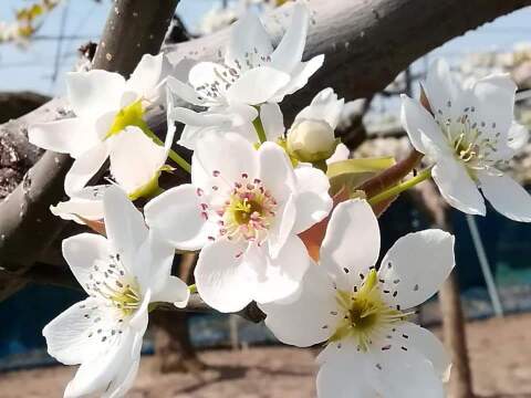 糖度13以上 BIGサイズ美味しい豊水梨5㎏箱 8～12個入り