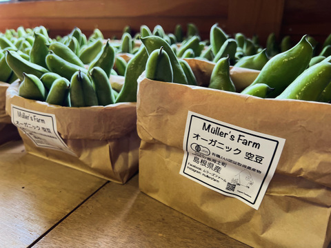 初夏の旬！🫛✨オーガニック空豆　5kg 
Organic Fava beans 【有機JAS認証取得】