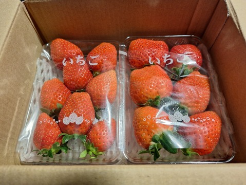 【日時指定可】雪国育ちの『寒熟』いちご！寒さで甘み凝縮「かおり野イチゴ」（250g×4パック）【冬ギフト】【福袋】【ゲン担ぎ福袋】【イチゴ】