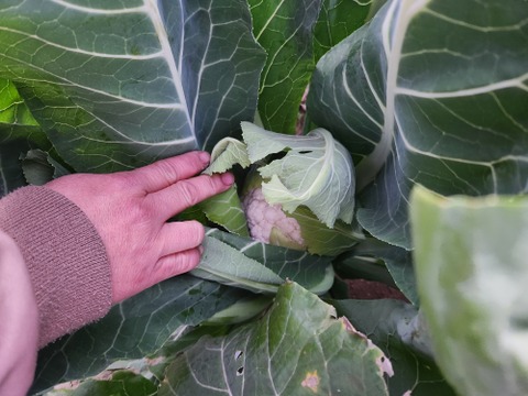 旬の野菜セット ！！