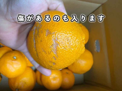 【愛媛県中島産】プチプチ食感！はるみみかん！サイズ混合10kg