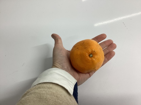 最終ちょこっとセールこつぶ！はるみ1.5kg（6－8玉）で石済み段々畑育ちはるみ見た目は写真のよう家庭用　いくらのように弾けるプチプチ食感　ミカン好きはぜひ調べて！