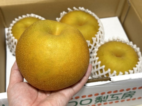 【幸水梨 大玉】甘い‼️まるで梨ジュース✨️贈答用約2.5kg (4~6個入) ひとつひとつ色付きを確認して樹上完熟で収穫します😋鮮度を保つため早朝に収穫しクール便でお届け🚚【夏ギフト】