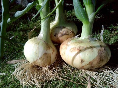 【日テレ出演で話題】💡市場では絶対に入手困難『鳳凰の雫』400年の伝統土壌で培われたブランド玉ねぎ🧅お試し約1キロ